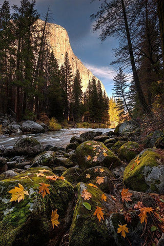 Autumn along Merced River in Yosemite National Park-California White Modern Wood Framed Art Print with Double Matting by SMO