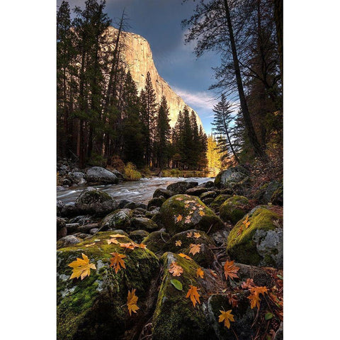 Autumn along Merced River in Yosemite National Park-California Black Modern Wood Framed Art Print by SMO