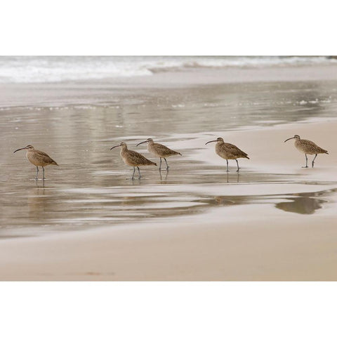 USA CA Pismo Beach Whimbrels Gold Ornate Wood Framed Art Print with Double Matting by Drury, Trish