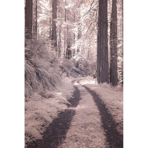 California Redwood National Park-infrared of Redwood forest along the old Pacific Highway Black Modern Wood Framed Art Print by Eggers, Terry