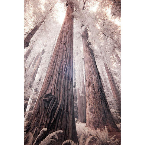 California Redwood National Park-infrared of Redwood forest Black Modern Wood Framed Art Print by Eggers, Terry