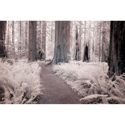 California Redwood National Park-infrared of Redwood forest along hiking trail Black Modern Wood Framed Art Print by Eggers, Terry