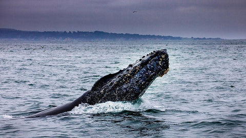 Humpback Whale breaching Monterey Bay-California-USA White Modern Wood Framed Art Print with Double Matting by Norring, Tom