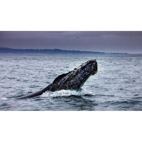 Humpback Whale breaching Monterey Bay-California-USA Black Modern Wood Framed Art Print by Norring, Tom
