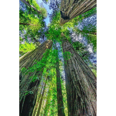 Green towering tree-Redwoods National Park-Newton B Drury Drive-Crescent City-California  Black Modern Wood Framed Art Print by Perry, William