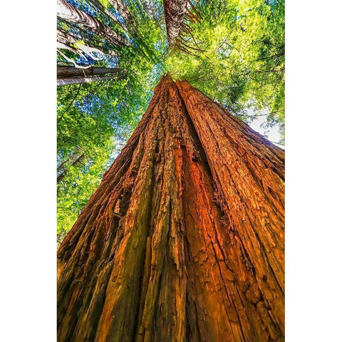 Green towering tree-Redwoods National Park-Newton B Drury Drive-Crescent City-California  White Modern Wood Framed Art Print by Perry, William