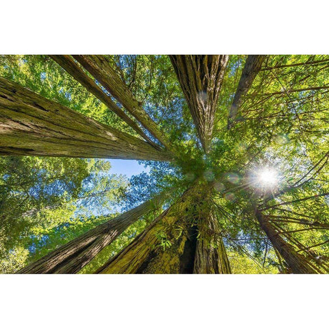 Sun shining through towering tree-Redwoods National Park-Newton B Drury Drive-Crescent City Black Modern Wood Framed Art Print by Perry, William