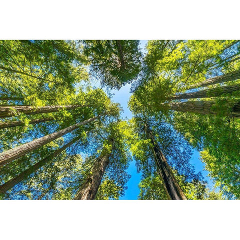 Green towering tree-Redwoods National Park-Newton B Drury Drive-Crescent City-California White Modern Wood Framed Art Print by Perry, William
