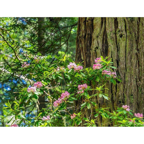 Green towering trees-pink rhododendron-Lady Bird Johnson Grove-Redwoods National Park-California White Modern Wood Framed Art Print by Perry, William