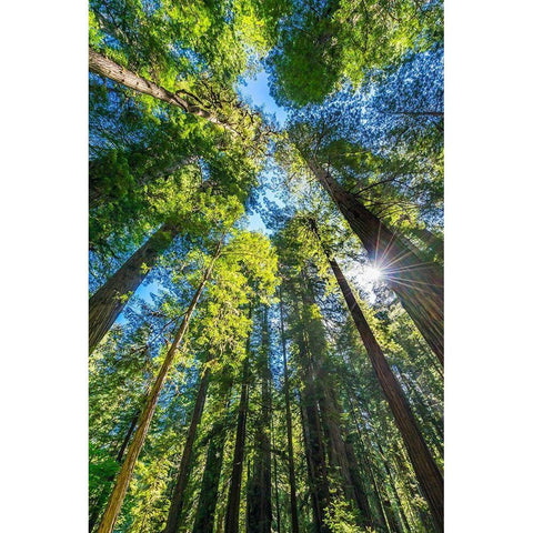 Sun shining through towering tree-Redwoods National Park-Newton B Drury Drive-Crescent City Black Modern Wood Framed Art Print with Double Matting by Perry, William
