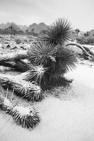 Winter storm-Joshua Tree National Park-California Black Ornate Wood Framed Art Print with Double Matting by Muench, Zandria