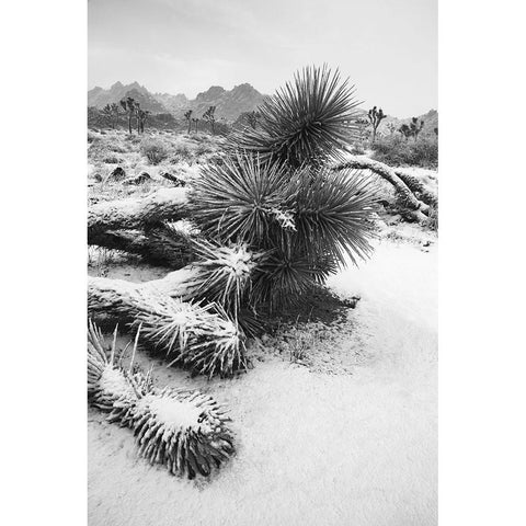 Winter storm-Joshua Tree National Park-California Gold Ornate Wood Framed Art Print with Double Matting by Muench, Zandria