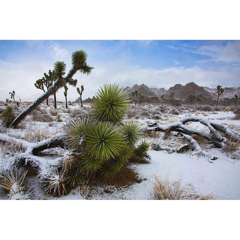 Winter storm-Joshua Tree National Park-California Gold Ornate Wood Framed Art Print with Double Matting by Muench, Zandria