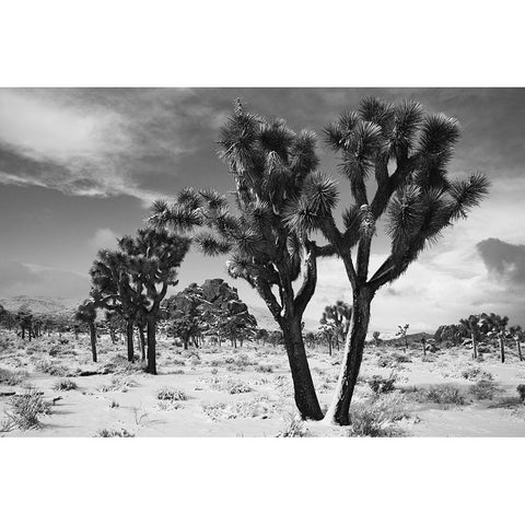 Winter storm-Joshua Tree National Park-California Black Modern Wood Framed Art Print with Double Matting by Muench, Zandria