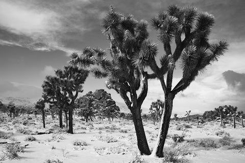 Winter storm-Joshua Tree National Park-California Black Ornate Wood Framed Art Print with Double Matting by Muench, Zandria