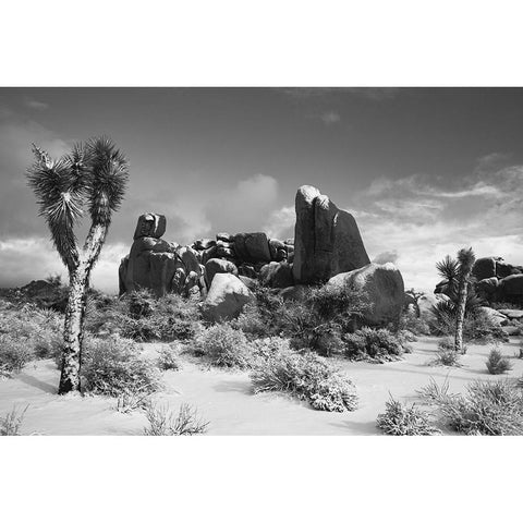 Winter storm-Joshua Tree National Park-California Gold Ornate Wood Framed Art Print with Double Matting by Muench, Zandria