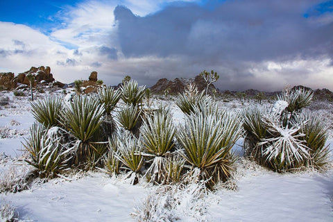 Winter storm-Joshua Tree National Park-California Black Ornate Wood Framed Art Print with Double Matting by Muench, Zandria