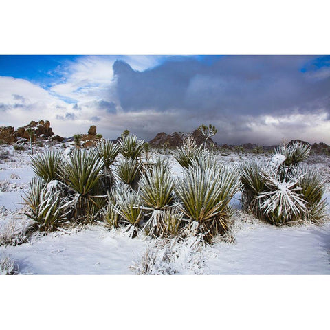 Winter storm-Joshua Tree National Park-California Black Modern Wood Framed Art Print by Muench, Zandria