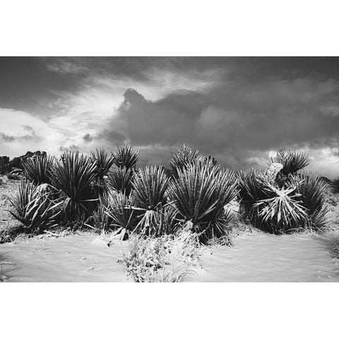 Winter storm-Joshua Tree National Park-California Black Modern Wood Framed Art Print by Muench, Zandria