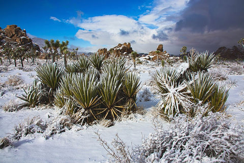 Winter storm-Joshua Tree National Park-California Black Ornate Wood Framed Art Print with Double Matting by Muench, Zandria
