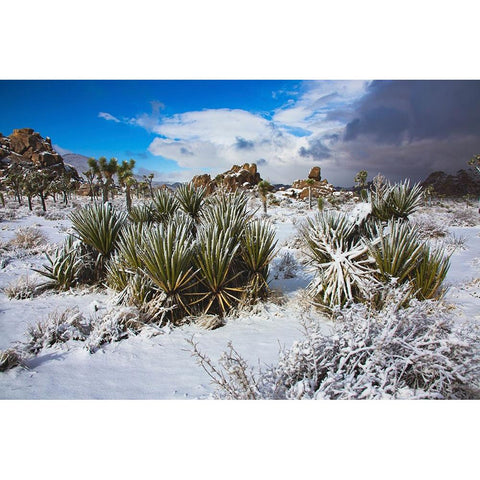 Winter storm-Joshua Tree National Park-California Gold Ornate Wood Framed Art Print with Double Matting by Muench, Zandria
