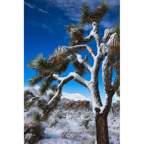 Winter storm-Joshua Tree National Park-California Black Modern Wood Framed Art Print by Muench, Zandria
