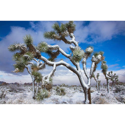 Winter storm-Joshua Tree National Park-California Black Modern Wood Framed Art Print with Double Matting by Muench, Zandria
