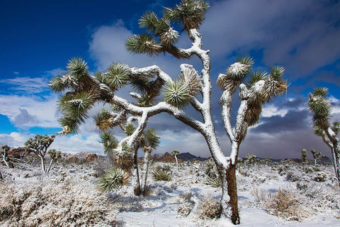 Winter storm-Joshua Tree National Park-California White Modern Wood Framed Art Print with Double Matting by Muench, Zandria