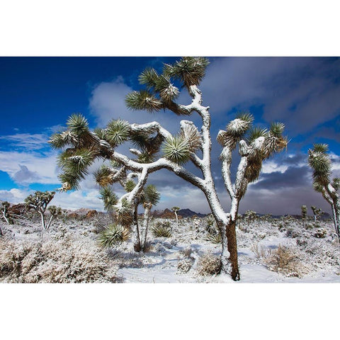 Winter storm-Joshua Tree National Park-California Black Modern Wood Framed Art Print by Muench, Zandria