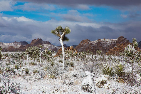 Winter storm-Joshua Tree National Park-California Black Ornate Wood Framed Art Print with Double Matting by Muench, Zandria
