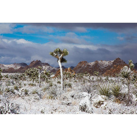 Winter storm-Joshua Tree National Park-California Black Modern Wood Framed Art Print by Muench, Zandria