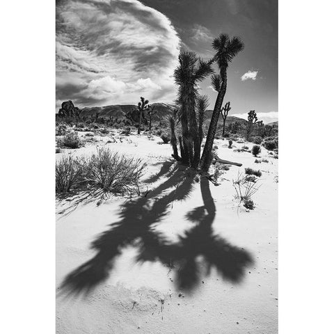 Winter storm-Joshua Tree National Park-California Black Modern Wood Framed Art Print with Double Matting by Muench, Zandria