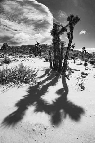 Winter storm-Joshua Tree National Park-California White Modern Wood Framed Art Print with Double Matting by Muench, Zandria