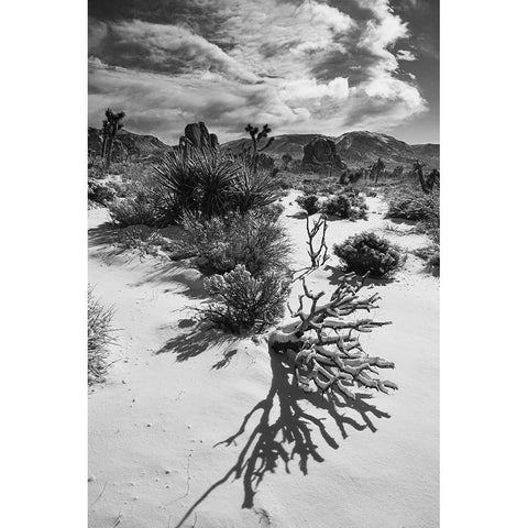 Winter storm-Joshua Tree National Park-California Gold Ornate Wood Framed Art Print with Double Matting by Muench, Zandria