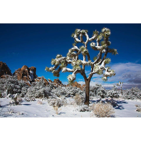 Winter storm-Joshua Tree National Park-California White Modern Wood Framed Art Print by Muench, Zandria