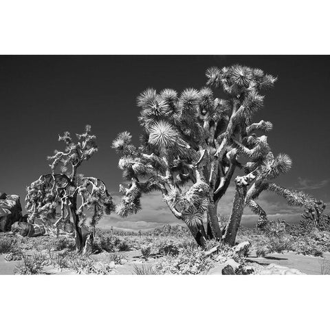 Winter storm-Joshua Tree National Park-California Black Modern Wood Framed Art Print with Double Matting by Muench, Zandria
