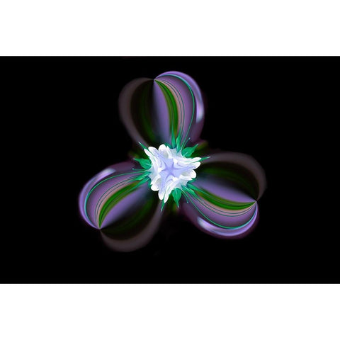 Columbine Flower-Colorado Black Modern Wood Framed Art Print by Jones, Adam