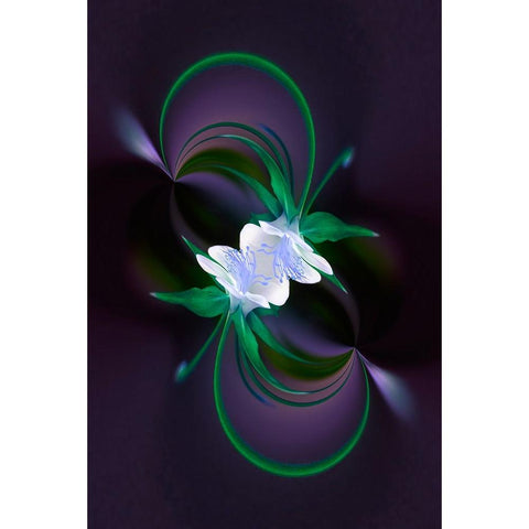 Columbine flower-Colorado Black Modern Wood Framed Art Print with Double Matting by Jones, Adam