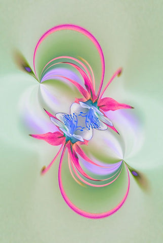 Columbine flower-Colorado Black Ornate Wood Framed Art Print with Double Matting by Jones, Adam