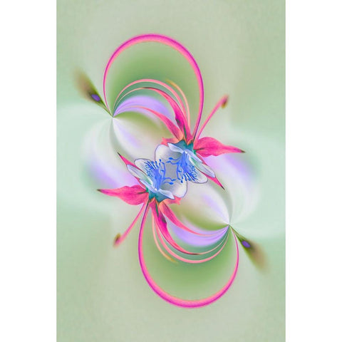 Columbine flower-Colorado White Modern Wood Framed Art Print by Jones, Adam