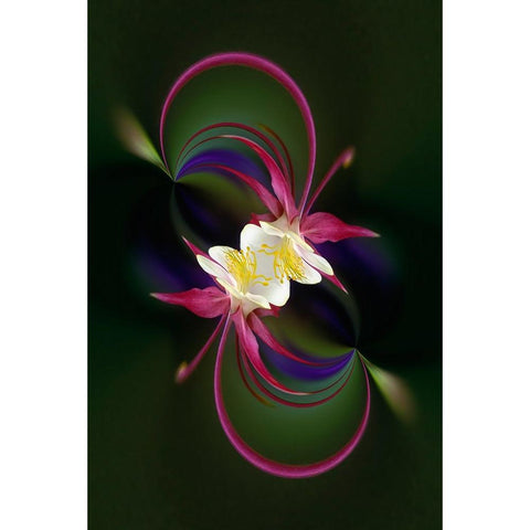 Columbine flower-Colorado Gold Ornate Wood Framed Art Print with Double Matting by Jones, Adam