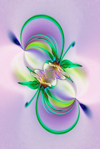 Columbine flower-Colorado White Modern Wood Framed Art Print with Double Matting by Jones, Adam