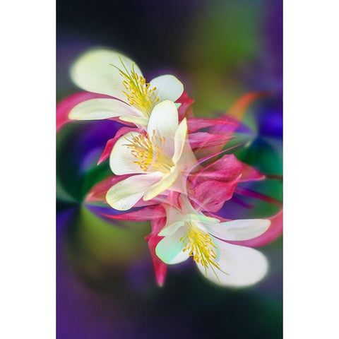 Columbine flower-Colorado White Modern Wood Framed Art Print by Jones, Adam