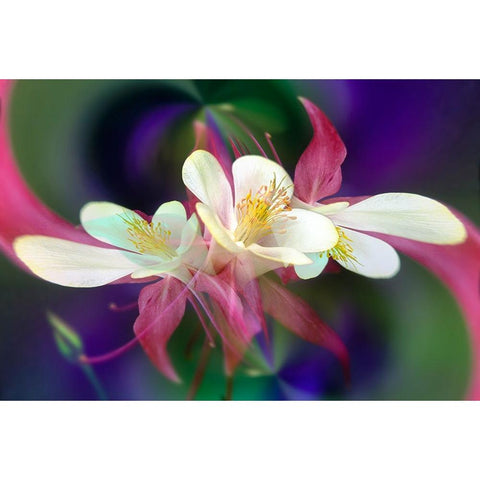 Columbine flower-Colorado Black Modern Wood Framed Art Print with Double Matting by Jones, Adam