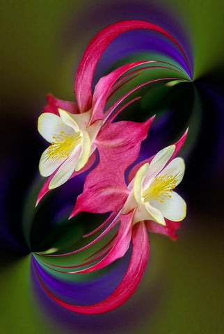 Columbine flower-Colorado Black Ornate Wood Framed Art Print with Double Matting by Jones, Adam