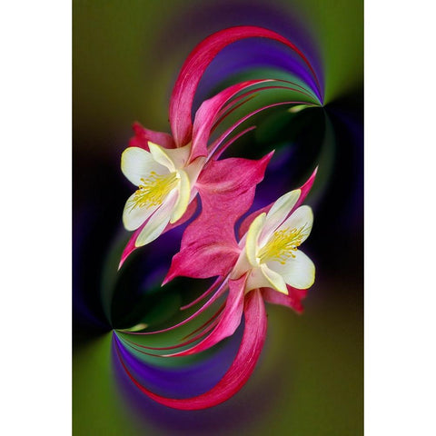 Columbine flower-Colorado White Modern Wood Framed Art Print by Jones, Adam