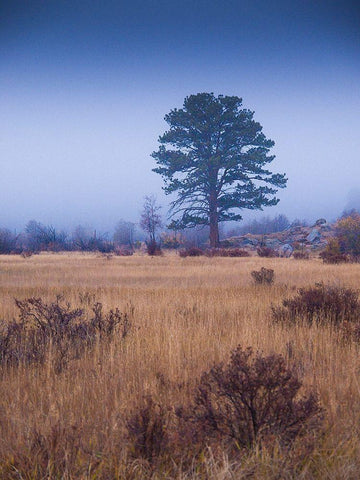 Lone Tree in Foggy Field-Rocky Mountain National Park-Colorado-USA White Modern Wood Framed Art Print with Double Matting by Miller, Anna