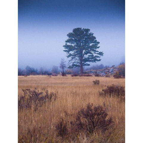 Lone Tree in Foggy Field-Rocky Mountain National Park-Colorado-USA White Modern Wood Framed Art Print by Miller, Anna