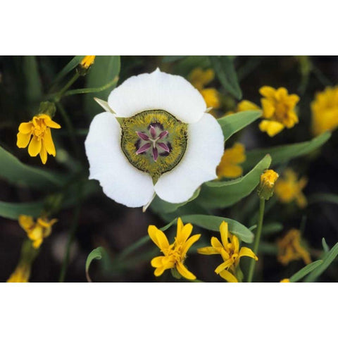 CO, Mariposa tulip in flowers in the mountains White Modern Wood Framed Art Print by Rotenberg, Nancy