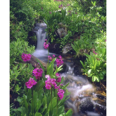 CO, Rocky Mts, flowers along a flowing stream Black Modern Wood Framed Art Print by Talbot Frank, Christopher